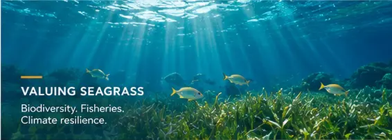 MetaHome and Boreal Company Explore Seagrass Restoration in Phu Quoc