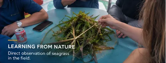 MetaHome and Boreal Company Explore Seagrass Restoration in Phu Quoc